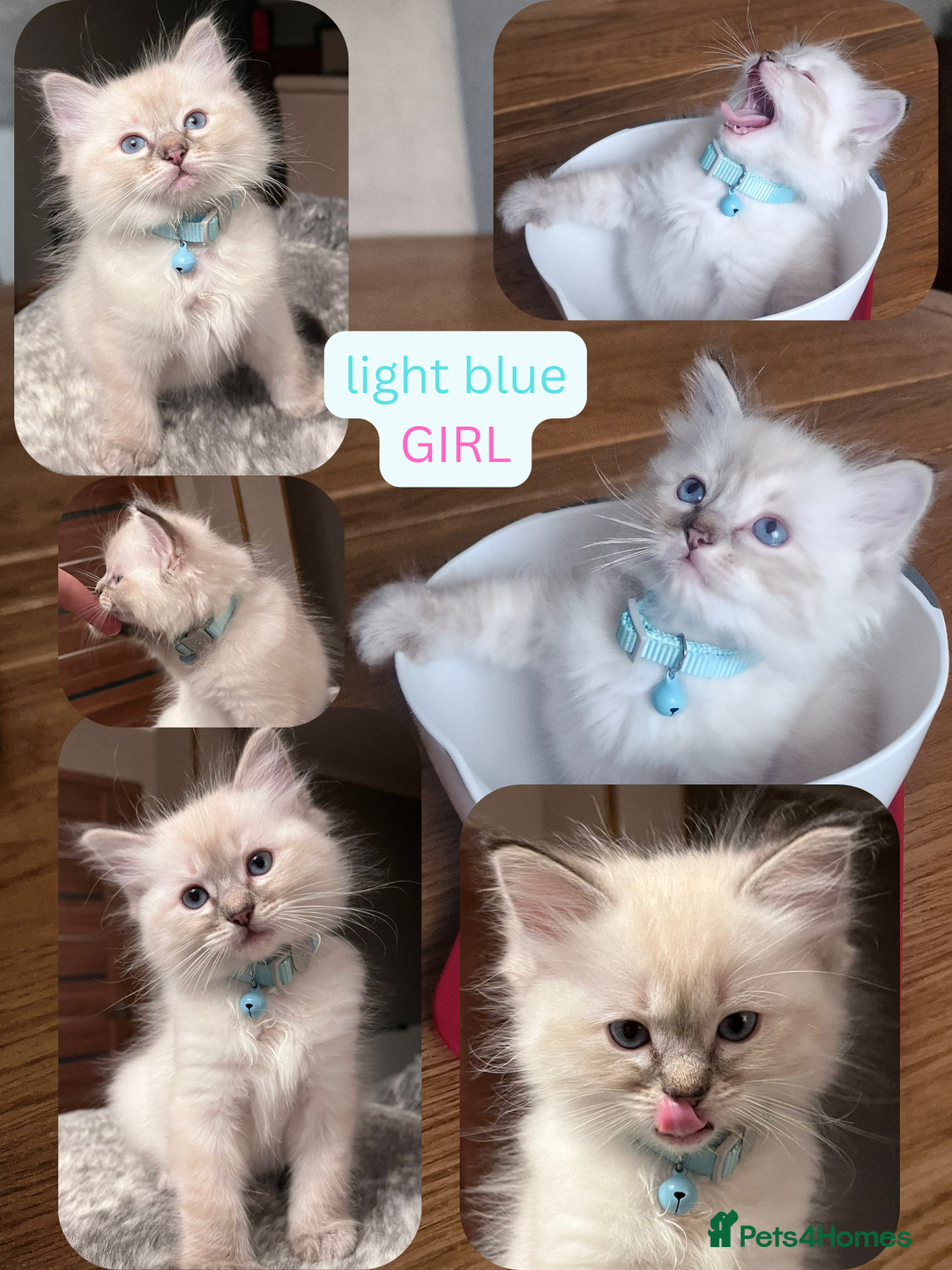 Ragdoll cats for sale: 6 beautiful PURE Ragdolls - Champion Bloodlines - Image 11