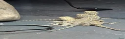 Bearded Dragon reptiles for sale: 11 Baby Rankin Dragons  in Nottingham - Advert 8