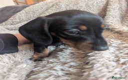 Miniature Dachshund dogs for sale: Stunning Miniature Daschounds Puppies  - Image 7