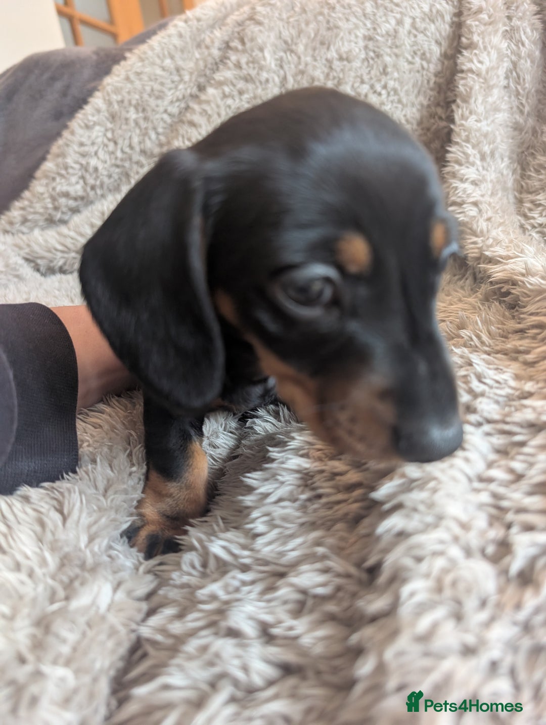Miniature Dachshund dogs for sale: Stunning Miniature Daschounds Puppies  - Image 7