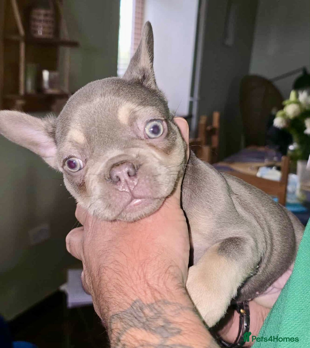French Bulldog dogs for sale: Stunning litter of French bulldog puppies  - Image 18