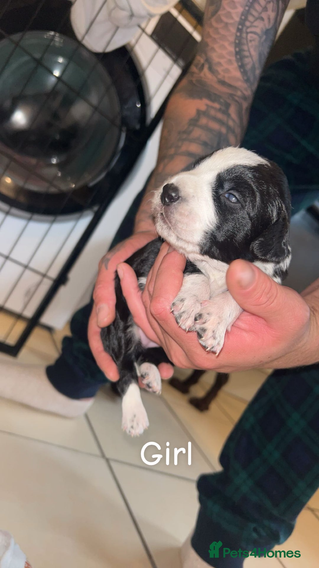 Mixed Breed dogs for sale: 5 beautiful mixed puppies  - Image 4