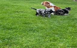 Cavapoo dogs for sale: Stunning Cavapoo puppies - Image 22