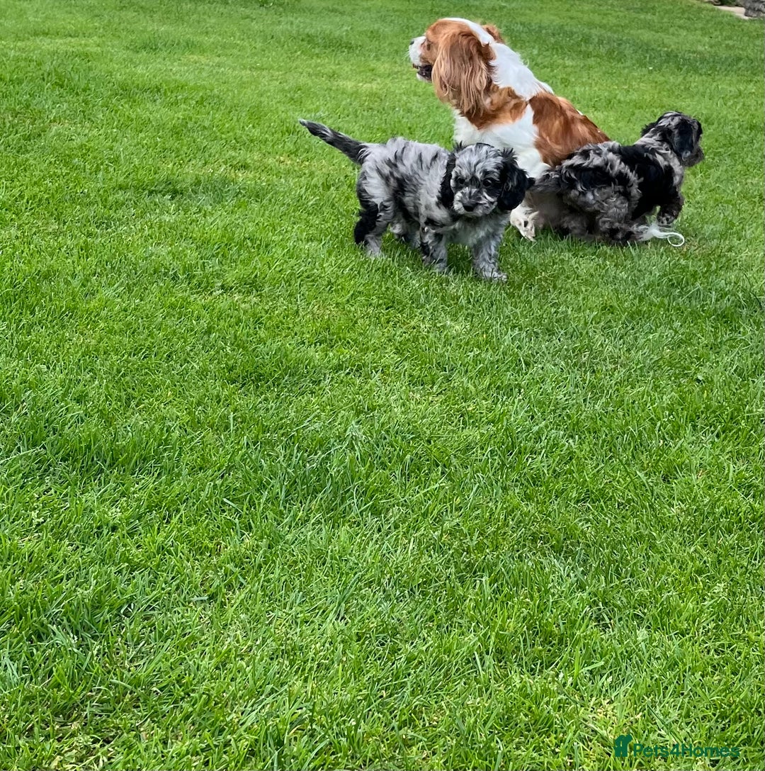 Cavapoo dogs for sale: Stunning Cavapoo puppies - Image 22