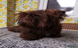 Yorkshire Terrier dogs for sale: Stunning chocolate Yorkie girl, 6 months - Image 6