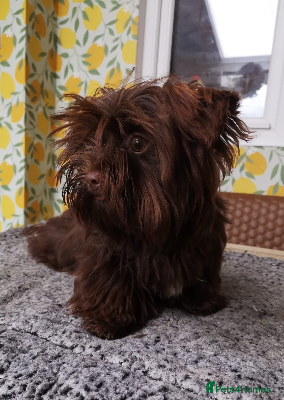 Yorkshire Terrier dogs for sale: Stunning chocolate Yorkie girl, 6 months - Image 6