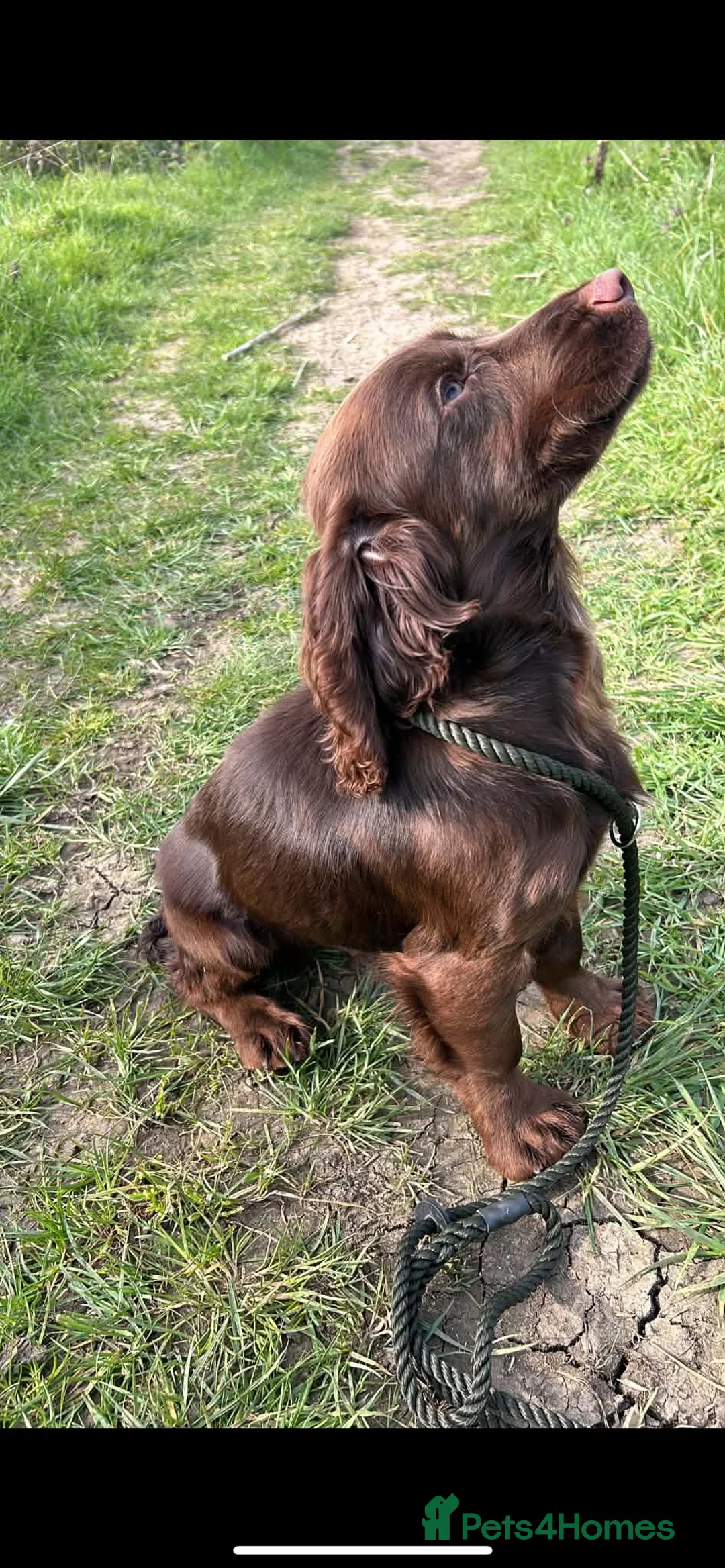 Cocker Spaniel dogs for sale: Kc registered cocker spaniel male  in Evesham - Advert 1