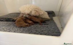 Toy Poodle dogs for sale: Asian toy poodles  - Image 9