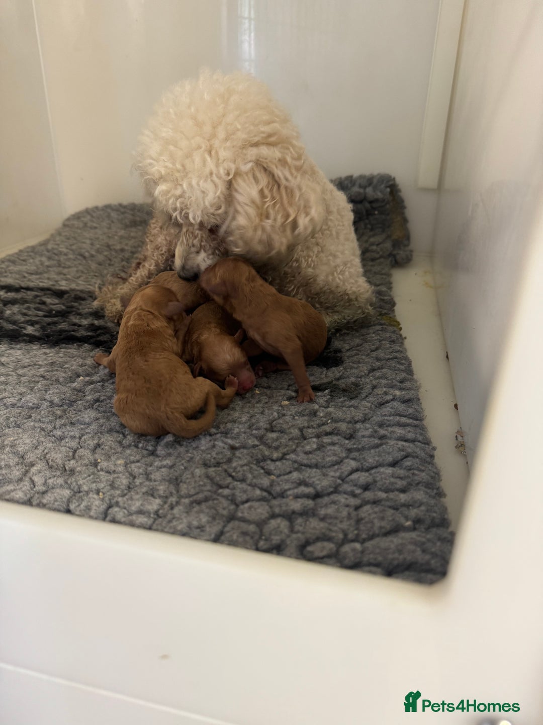 Toy Poodle dogs for sale: Asian toy poodles  - Image 9