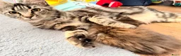 Maine Coon cats for sale: 💙 Male Maine Coon Silver Kitten TICA - Advert 13