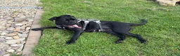 Cane Corso dogs for sale: Bonnie - Advert 6
