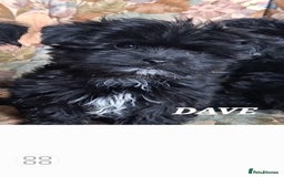 Mixed Breed dogs for sale: Biewer ( yorkshire terrier ) x chorkie puppies - Image 3