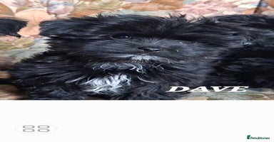 Mixed Breed dogs - Advert 1