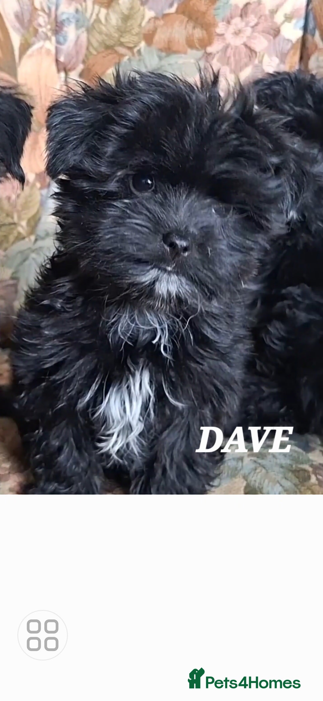 Mixed Breed dogs for sale: Biewer ( yorkshire terrier ) x chorkie puppies - Image 3