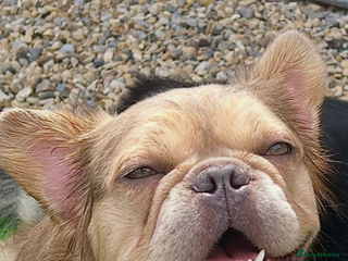 French Bulldog dogs - Advert 8