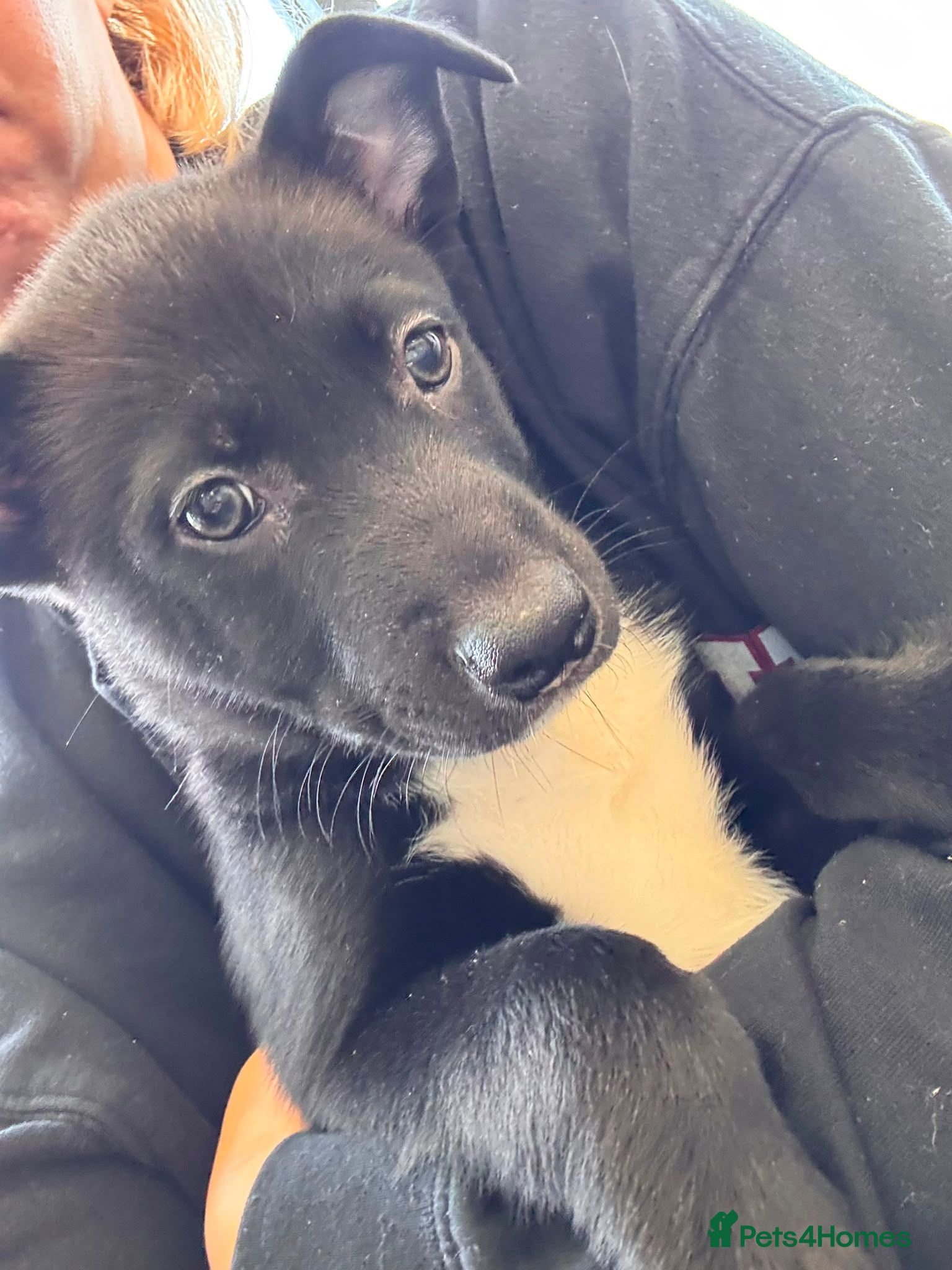 Mixed Breed dogs Only 1 boy left! Staffie x Husky x Collie Puppies - Advert 1