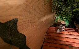 Leopard Gecko reptiles for sale: Leopard gecko and setup - Image 4