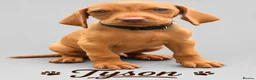 Hungarian Vizsla dogs for sale: 1 x KC registered Hungarian vizsla puppy £1600 - Advert 26