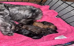 Yorkiepoo dogs for sale: Beautiful yorkipoo puppies - Image 22