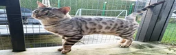 Bengal cats for sale: Beautiful big Silver spotted Bengal boy (ex stud) - Advert 9