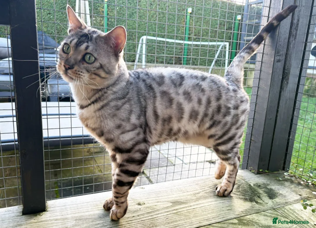 Bengal cats for sale: Beautiful big Silver spotted Bengal boy (ex stud) - Advert 9
