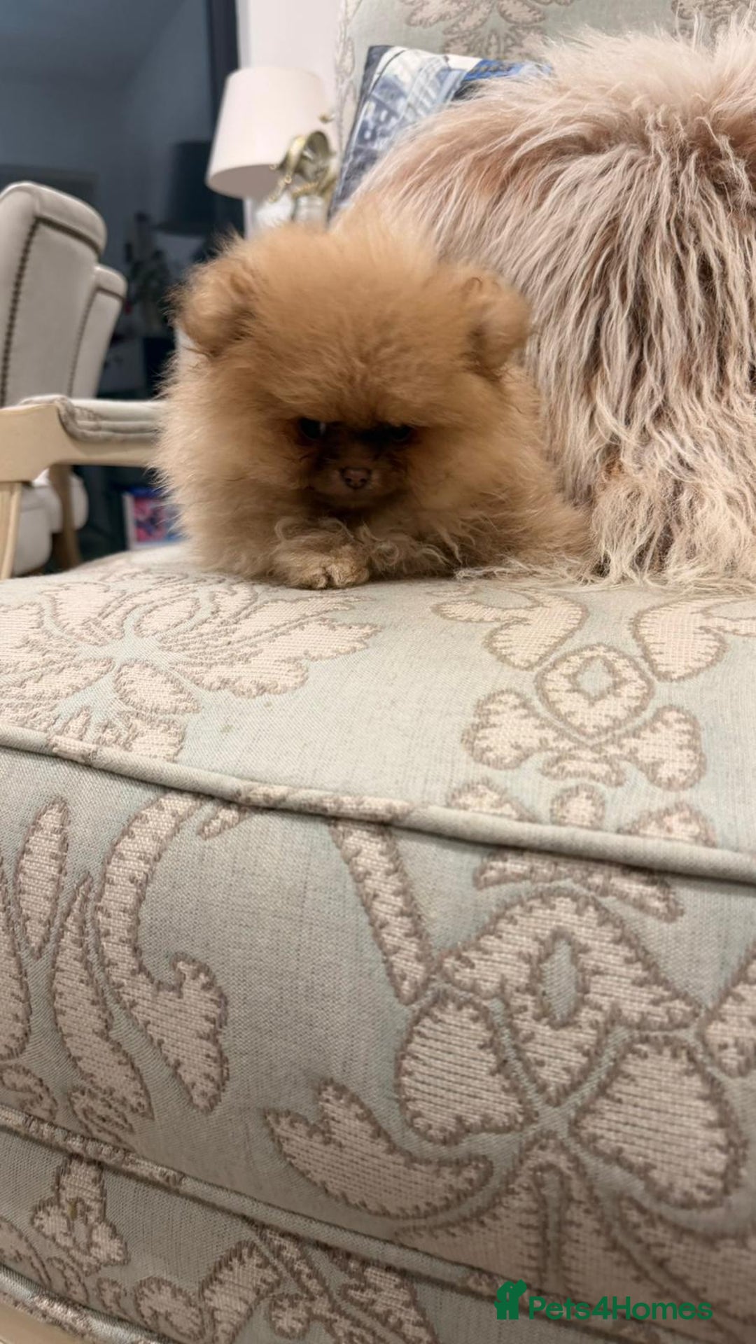 Pomeranian dogs for sale: Stunning littler of KC Pom puppies - Advert 17