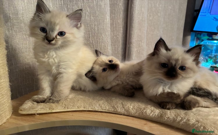 Ragdoll cats - Advert 1