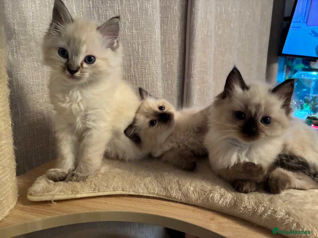 Ragdoll cats for sale: 4 Prebred Ragdolls kittens for sale - Image 1