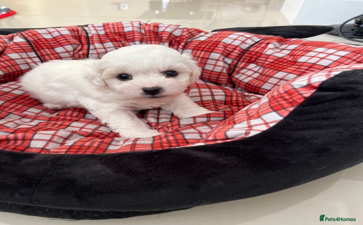 Bichon Frise dogs - Advert 1