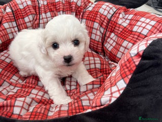 Bichon Frise dogs - Advert 3