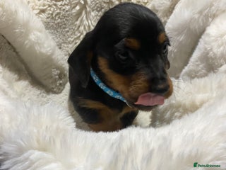 Mixed Breed dogs - Advert 23