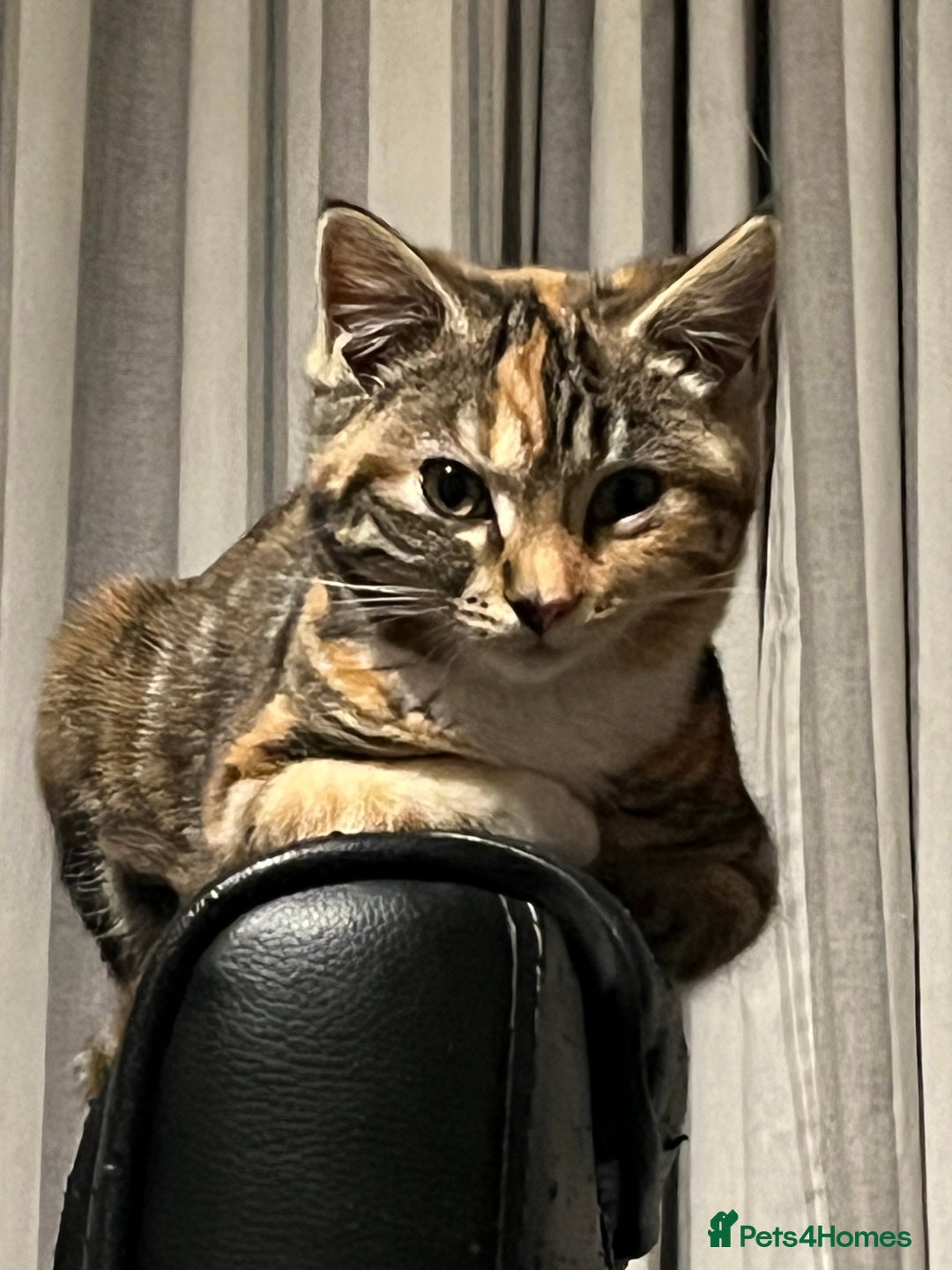 Mixed Breed cats for sale: Gorgeous kittens. Too pretty to be farm cats! - Advert 6