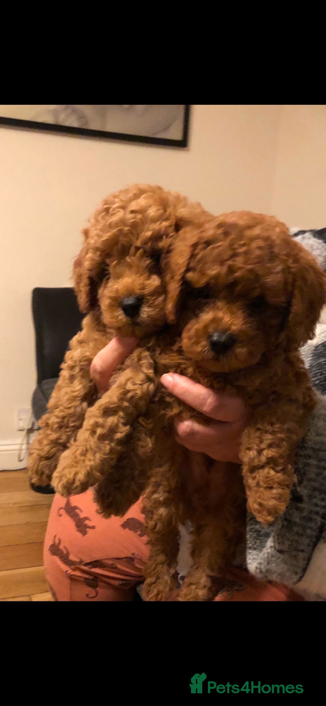 Cavapoo dogs for sale: Ready to leave deep red Cavapoo puppies  - Advert 5