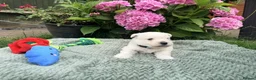 West Highland Terrier dogs for sale: Gorgeous West Highland Terriers in Tonbridge - Advert 5