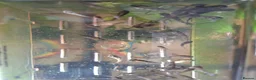 Platies fish for sale: School of baby fish molly / cowfish  in Arlesey - Advert 4