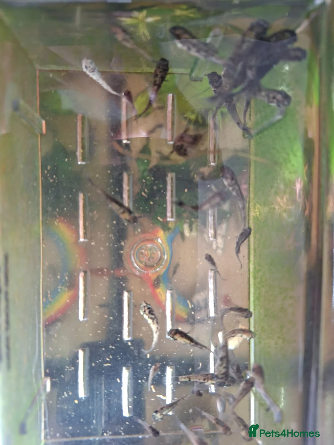 Platies fish for sale: School of baby fish molly / cowfish  in Arlesey - Advert 4