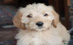 Labradoodle dogs for sale: Lovely Labradoodle Puppies Licenced Breeder - Image 10