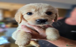 Golden Retriever dogs for sale: Beautiful Golden Retrievers READY TO GO!  - Image 7