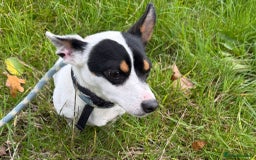 Jack Russell dogs for adoption: Eddie * Miniature Jack Russell * 240801 - Image 1