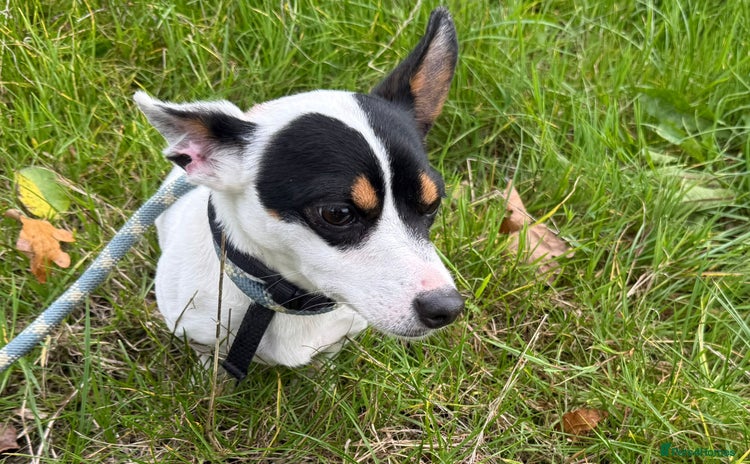 Jack Russell dogs - Advert 1