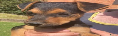 Patterdale Terrier Puppy 2