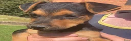 Patterdale Terrier dogs for sale: Black and tan in Worcester - Advert 2