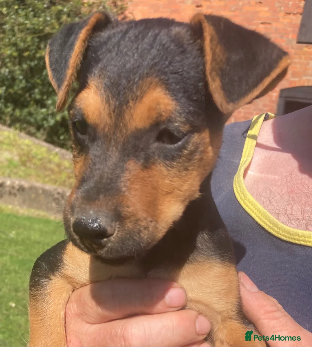 Patterdale Terrier dogs for sale: Black and tan in Worcester - Advert 2