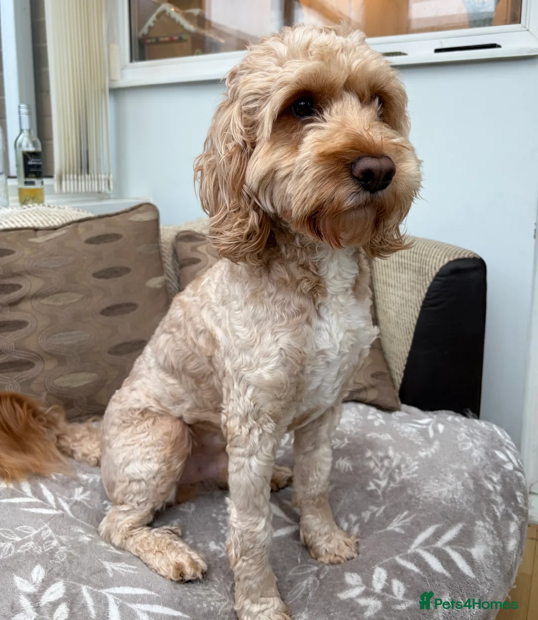 Cockapoo dogs for sale: Cockapoo puppies - Advert 6