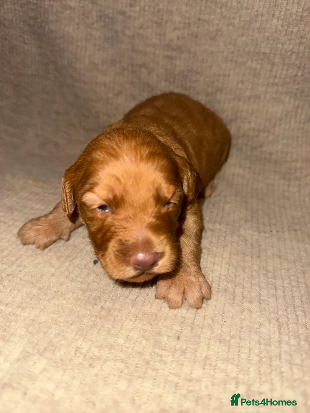 Cockapoo dogs for sale: F1 Cockapoos A Cocker Spaniel x Toy Poodle Mix - Advert 33