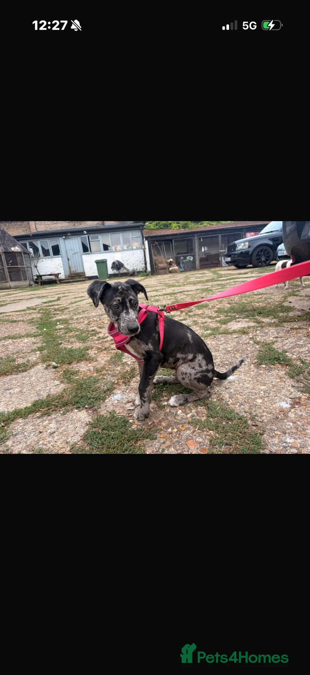 Mixed Breed dogs for sale: The most beautiful Merle Bedlington x whippets   - Advert 2