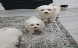 Cavachon dogs for sale: Cavachon puppies  - Image 20