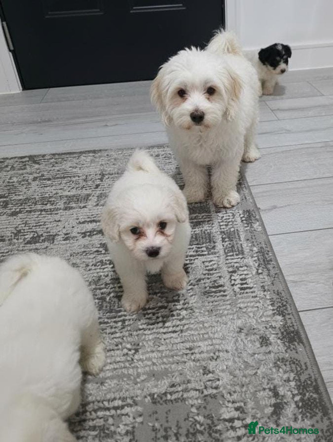Cavachon dogs for sale: Cavachon puppies  - Image 20