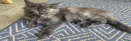 Maine Coon cats for sale: TICA - Only 1 stunning Maine coon girl left - Advert 6
