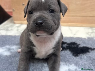 Staffordshire Bull Terrier dogs LAST GIRL Stunning 💕available Staff pups KC 💕 😍 - Advert 3